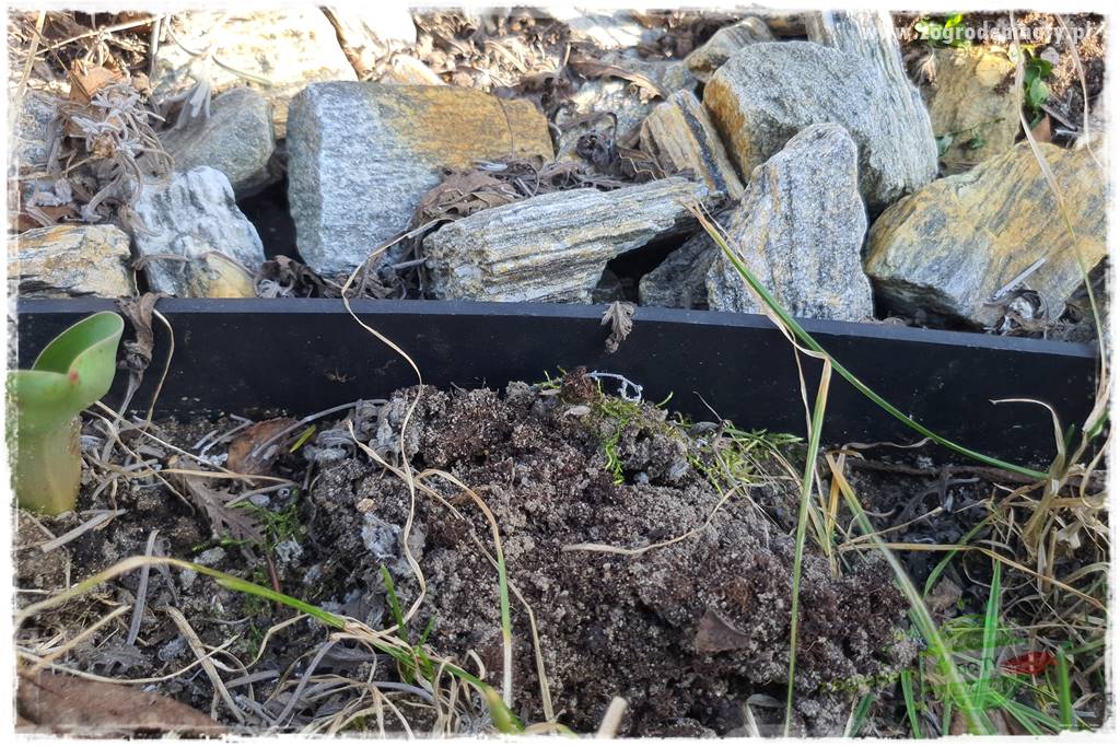 Jak zwalczyć mrówki skutecznie 25