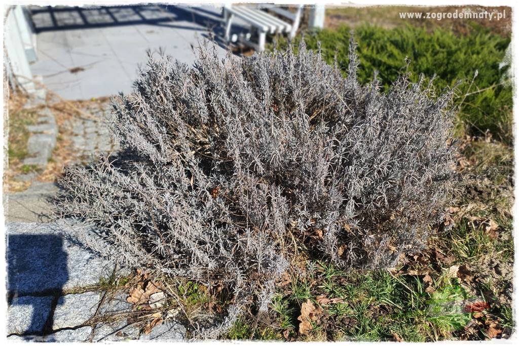 Jak zwalczyć mrówki skutecznie 26