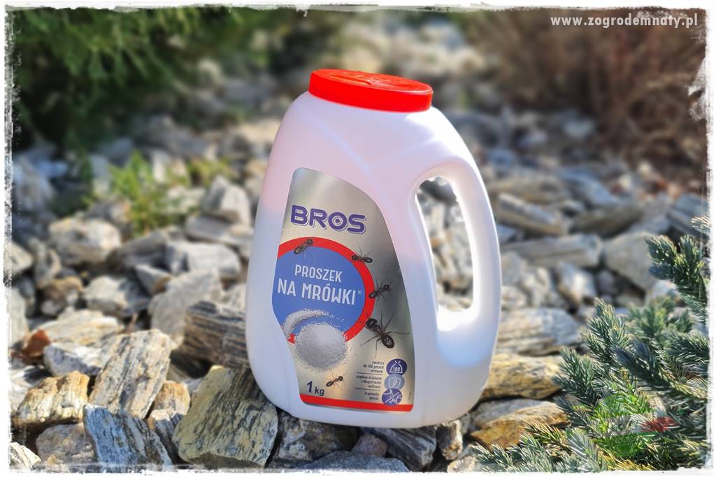 Jak zwalczyć mrówki skutecznie 27