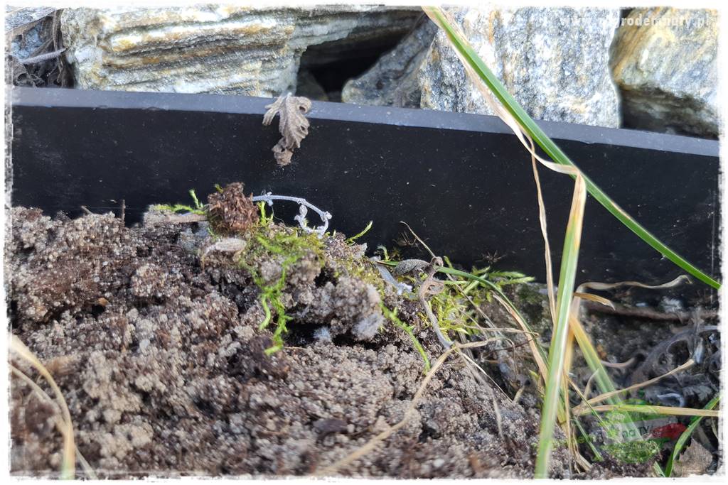 Jak zwalczyć mrówki skutecznie 28 Jak zwalczyć mrówki skutecznie 28