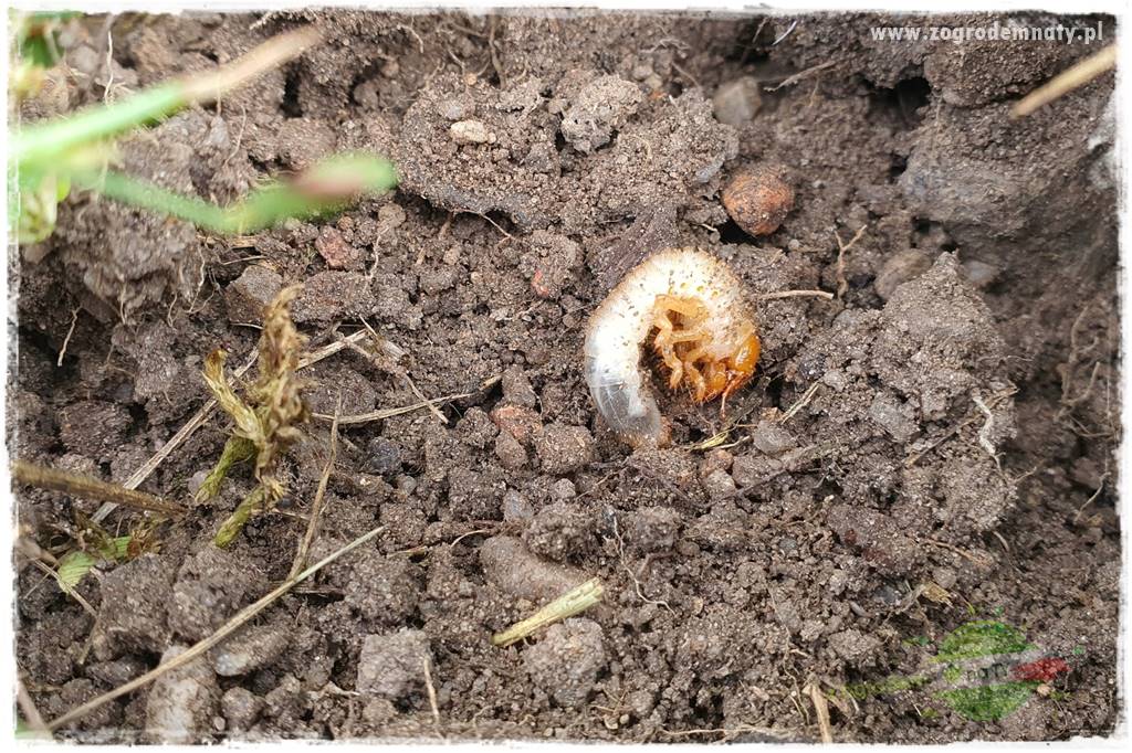 Jak zwalczyć mrówki skutecznie 3