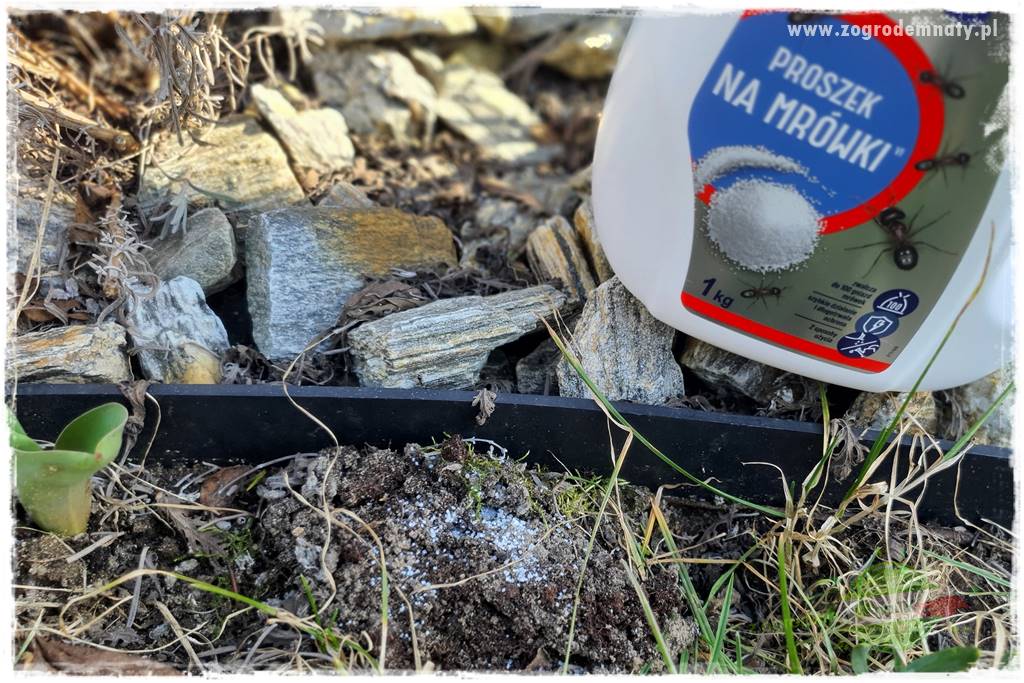 Jak zwalczyć mrówki skutecznie 31 Jak zwalczyć mrówki skutecznie 31