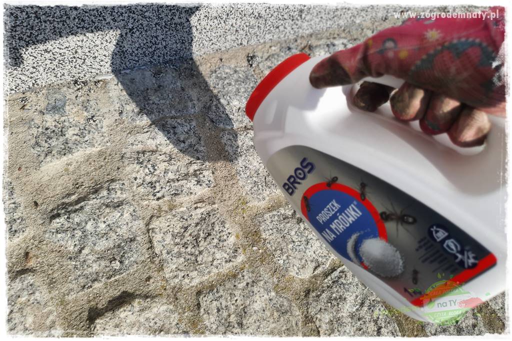 Jak zwalczyć mrówki skutecznie 37