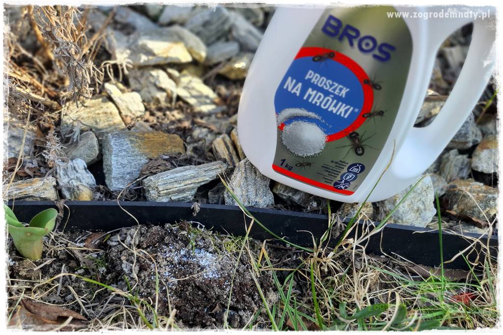 Jak zwalczyć mrówki skutecznie 38