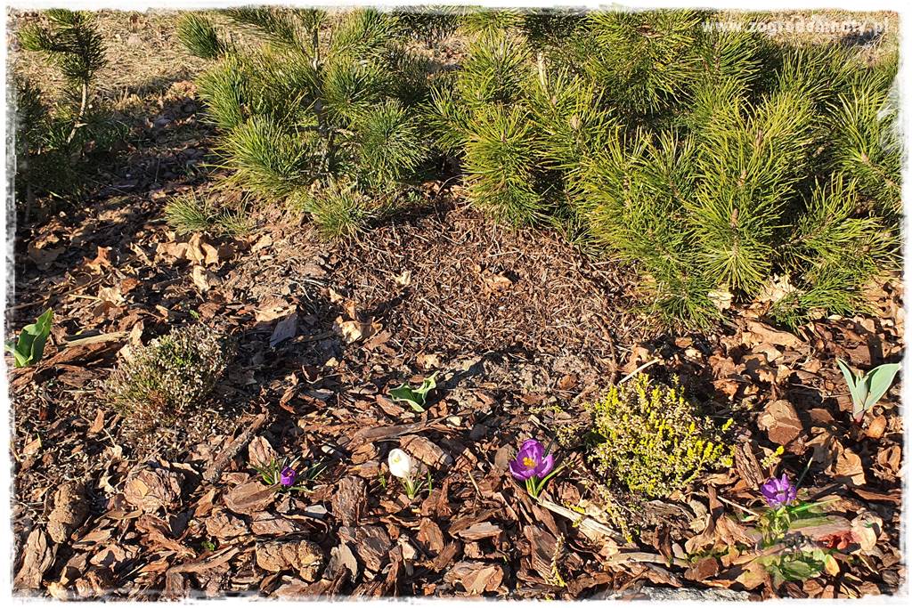 Jak zwalczyć mrówki skutecznie 4