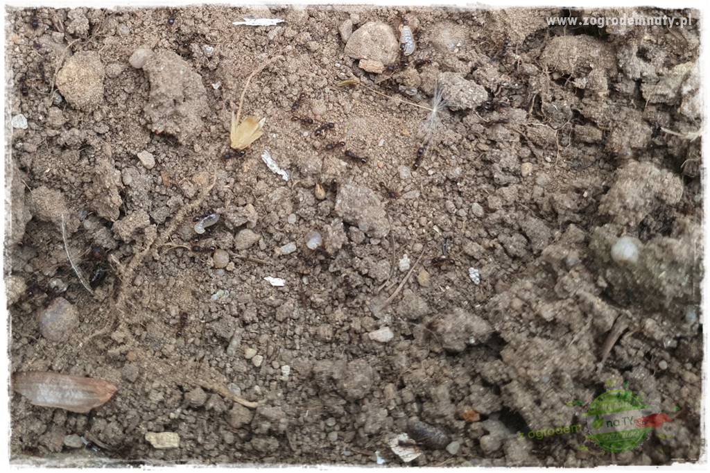 Jak zwalczyć mrówki skutecznie 5