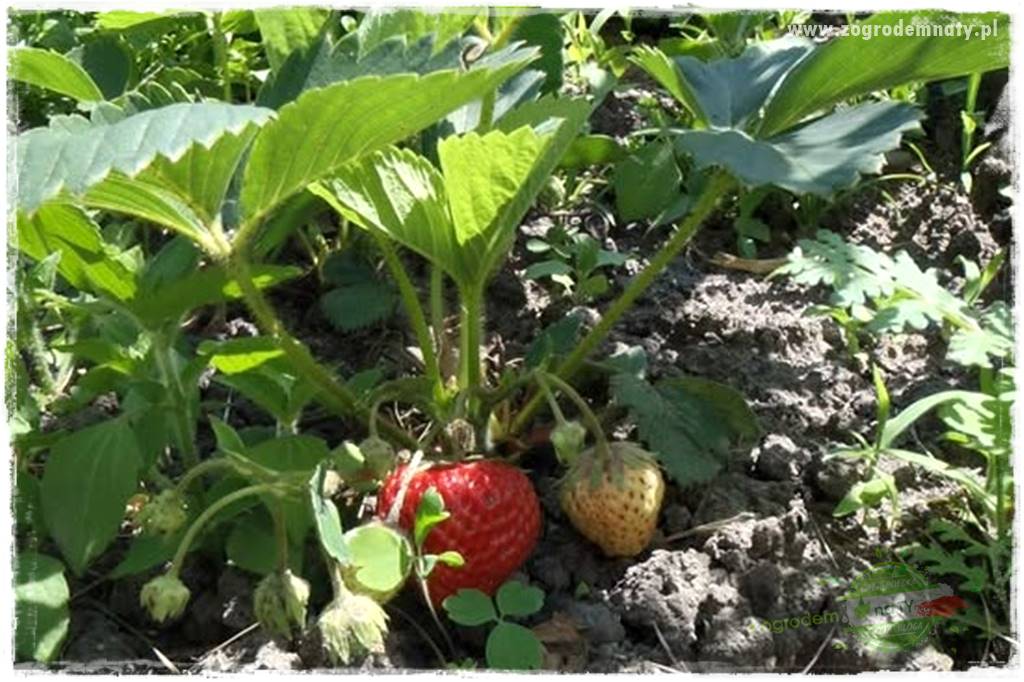 Jak zwalczyć mrówki skutecznie 7