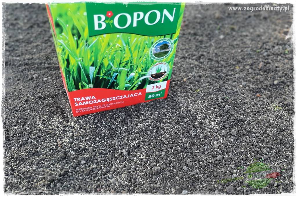 Jak zwalczyć mrówki skutecznie 8