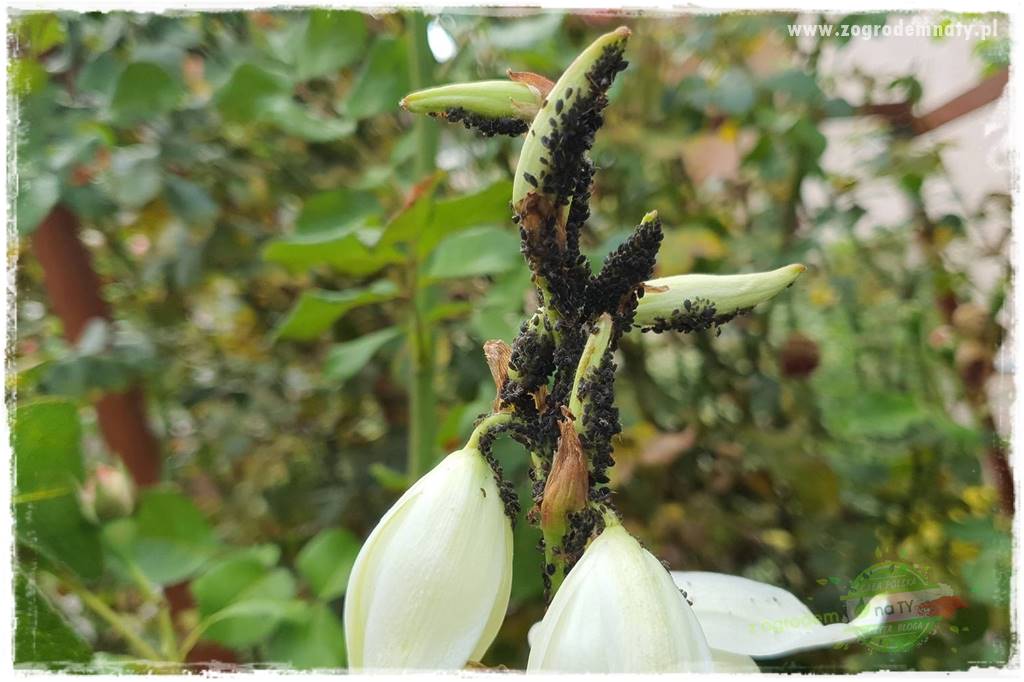 Jak zwalczyć mrówki skutecznie 9 Jak zwalczyć mrówki skutecznie 9