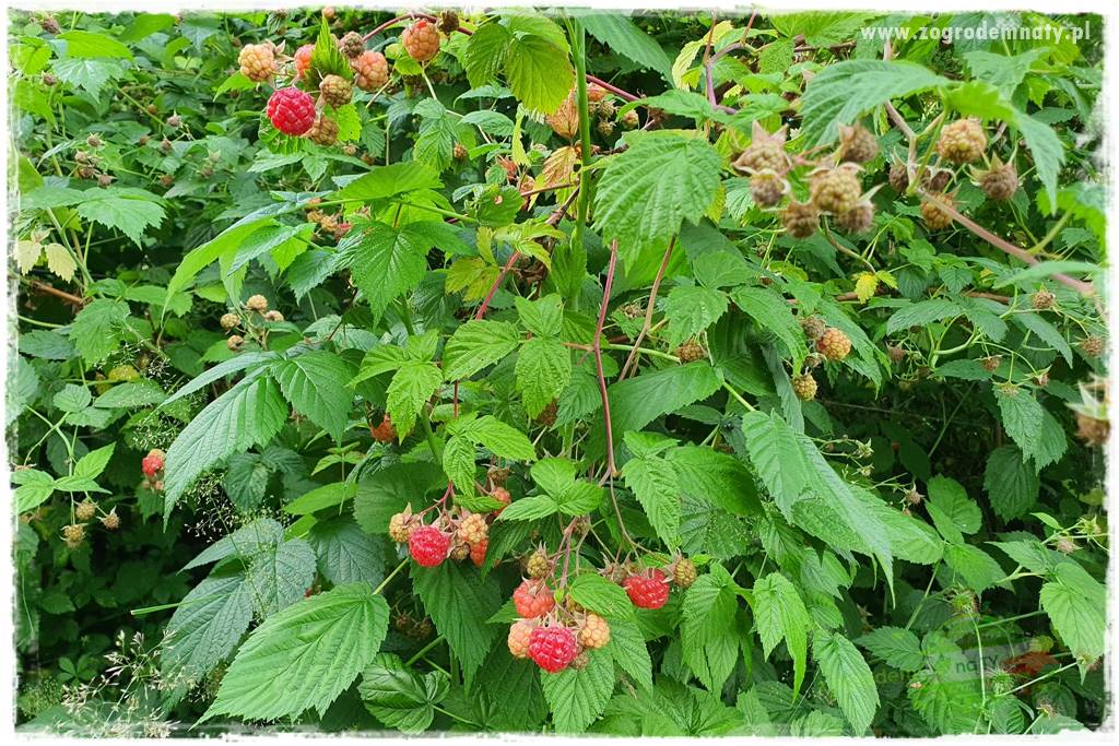 Jakie rośliny ściółkować korą sosnową 28
