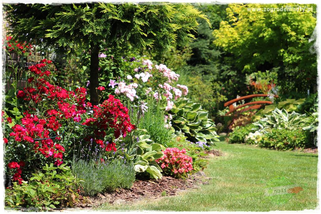 Jakie rośliny ściółkować korą sosnową 71