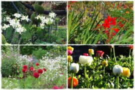 Kwiaty cebulowe sadzone wiosną 0