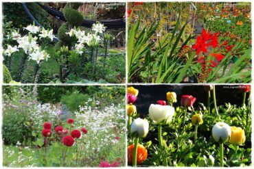 Kwiaty cebulowe sadzone wiosną 0