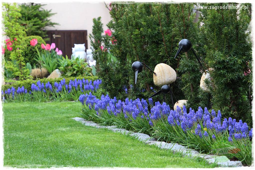 Kwiaty cebulowe sadzone wiosną 1