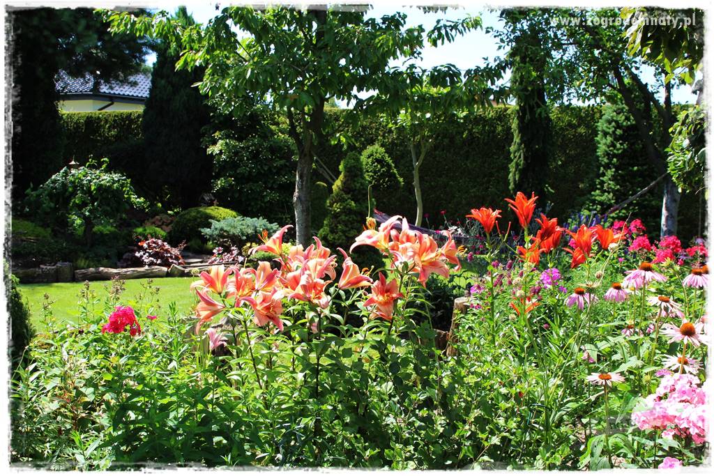 Kwiaty cebulowe sadzone wiosną 10