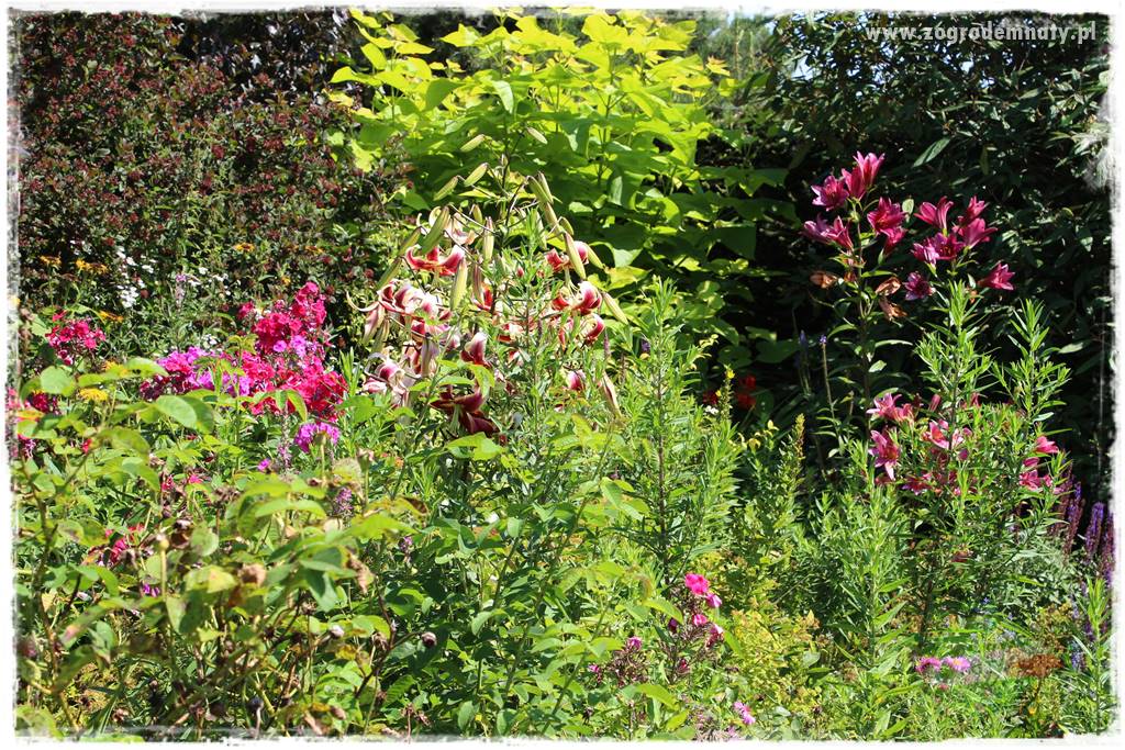 Kwiaty cebulowe sadzone wiosną 11