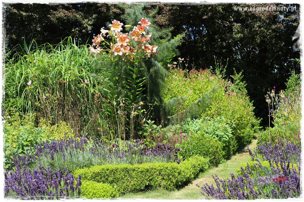 Kwiaty cebulowe sadzone wiosną 12