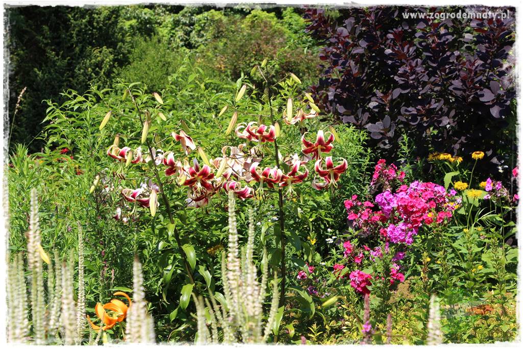 Kwiaty cebulowe sadzone wiosną 13