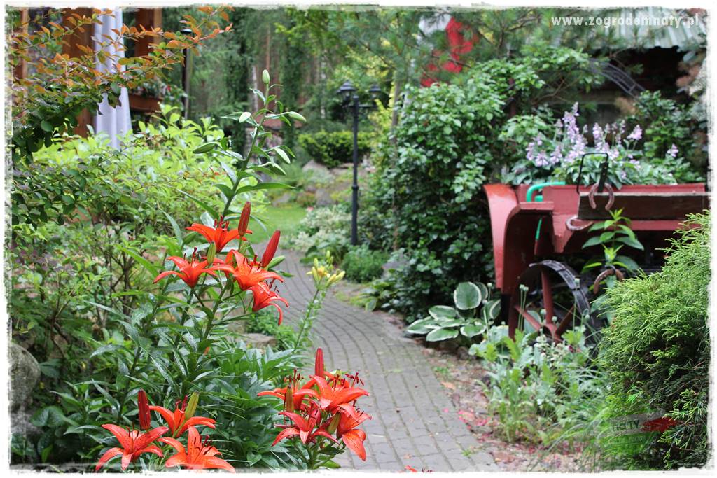 Kwiaty cebulowe sadzone wiosną 14