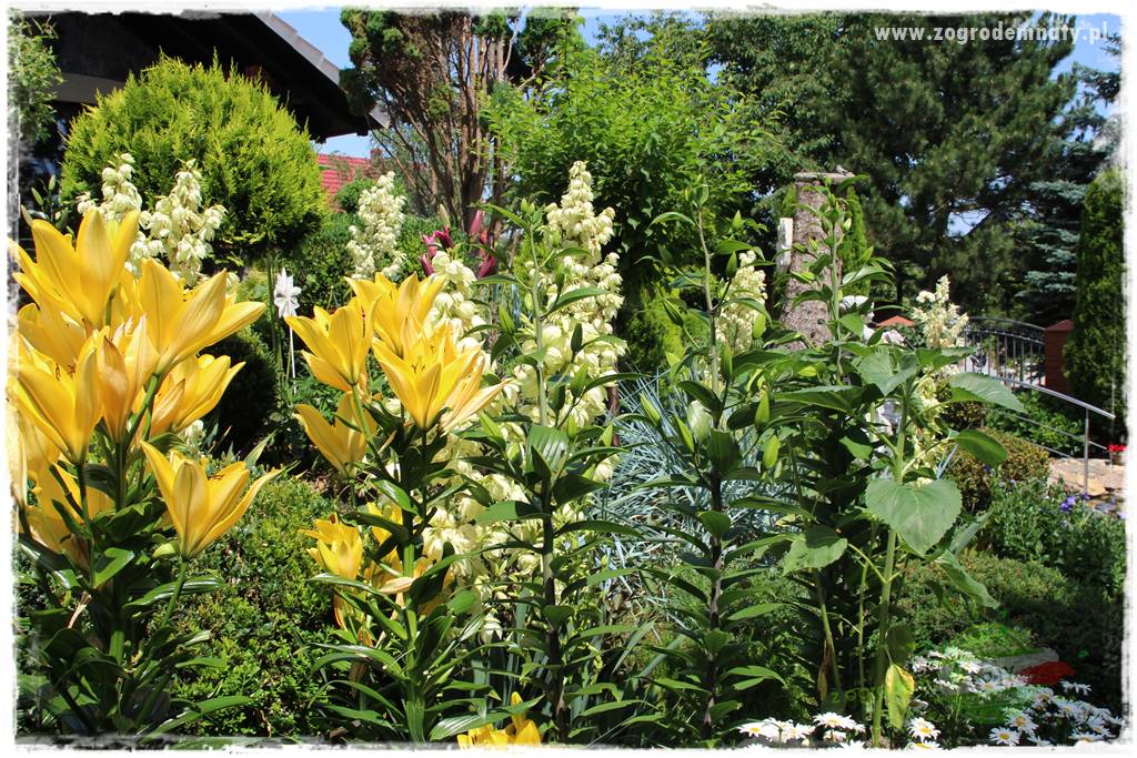 Kwiaty cebulowe sadzone wiosną 15