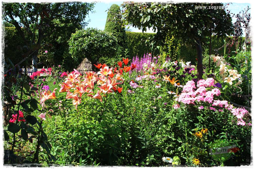 Kwiaty cebulowe sadzone wiosną 16