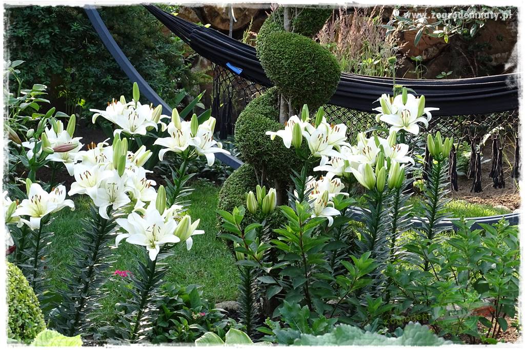 Kwiaty cebulowe sadzone wiosną 17