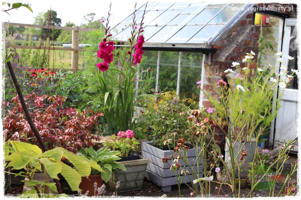 Kwiaty cebulowe sadzone wiosną 18