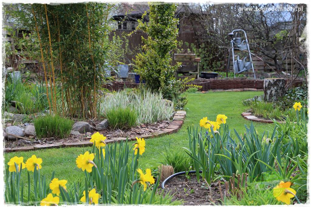 Kwiaty cebulowe sadzone wiosną 2