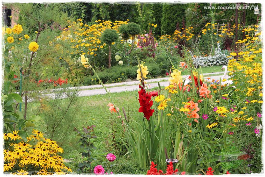 Kwiaty cebulowe sadzone wiosną 20