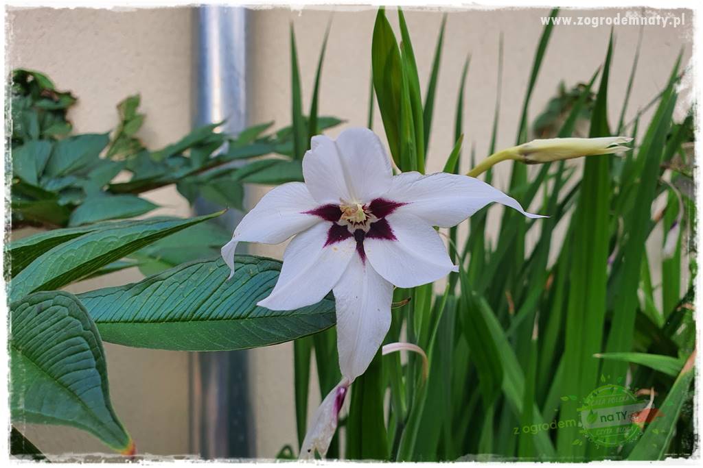 Kwiaty cebulowe sadzone wiosną 21