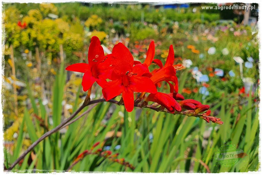 Kwiaty cebulowe sadzone wiosną 22