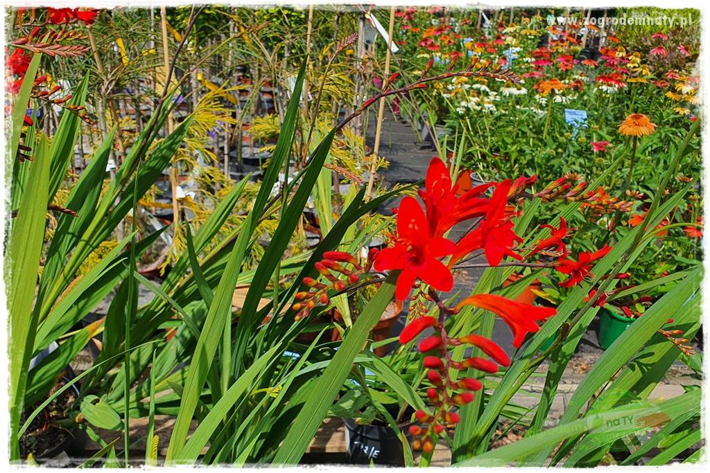 Kwiaty cebulowe sadzone wiosną 23