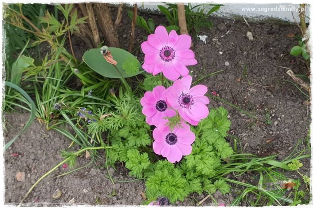 Kwiaty cebulowe sadzone wiosną 25