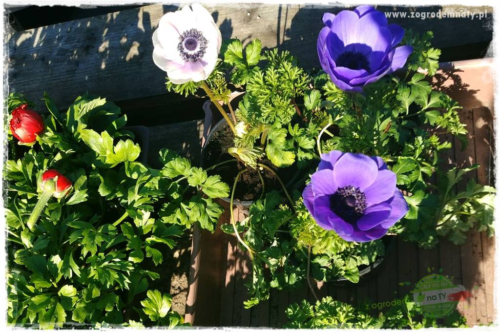 Kwiaty cebulowe sadzone wiosną 26