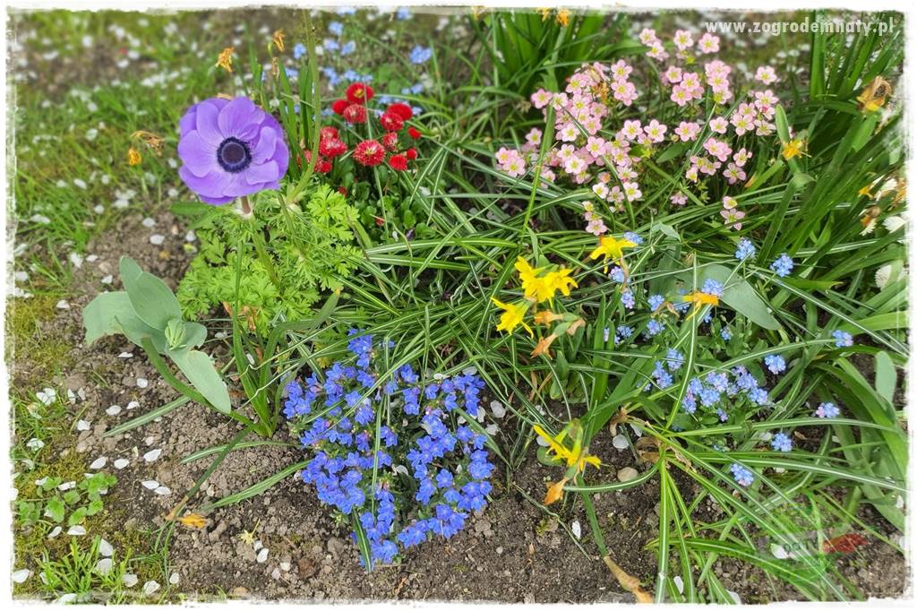 Kwiaty cebulowe sadzone wiosną 27