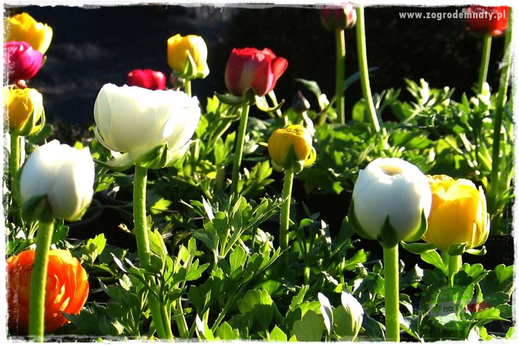 Kwiaty cebulowe sadzone wiosną 28