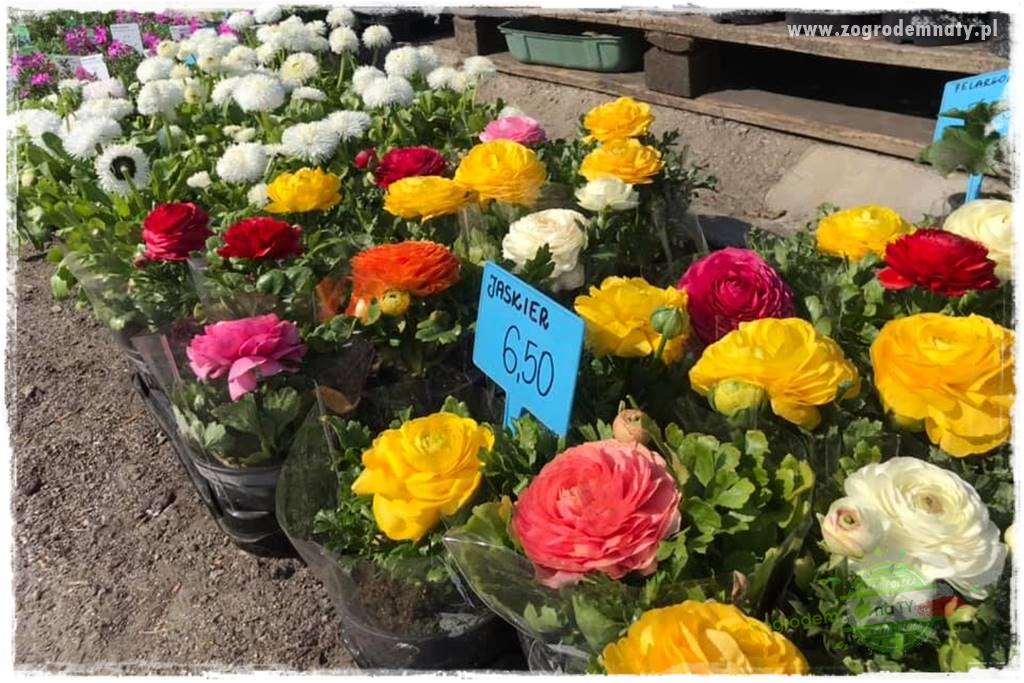 Kwiaty cebulowe sadzone wiosną 29