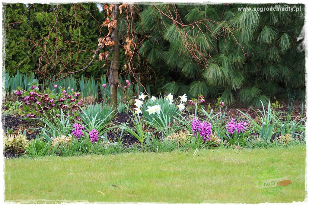 Kwiaty cebulowe sadzone wiosną 3