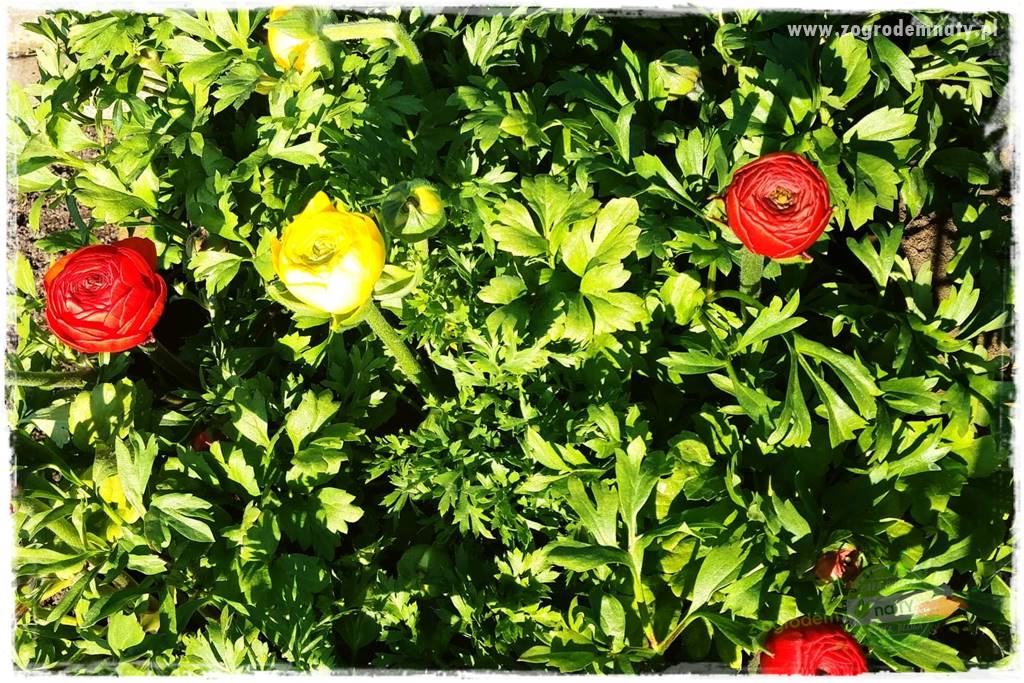 Kwiaty cebulowe sadzone wiosną 30