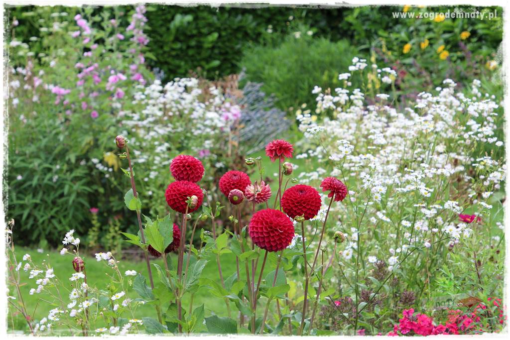 Kwiaty cebulowe sadzone wiosną 31