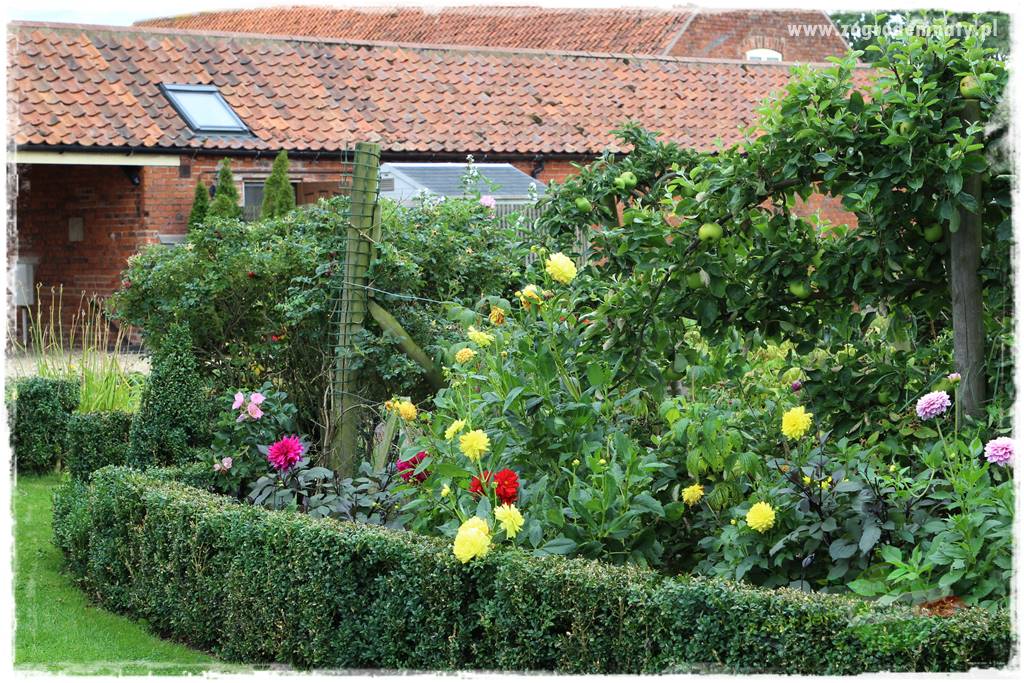 Kwiaty cebulowe sadzone wiosną 32