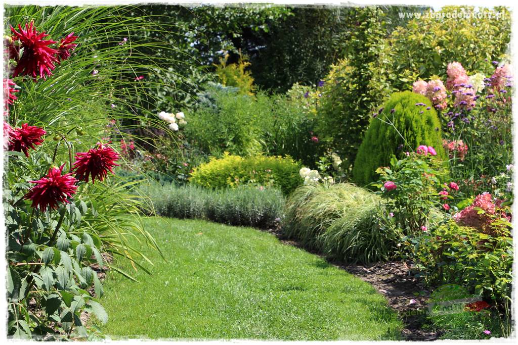 Kwiaty cebulowe sadzone wiosną 33