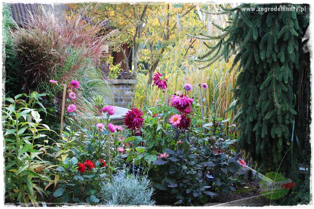 Kwiaty cebulowe sadzone wiosną 34