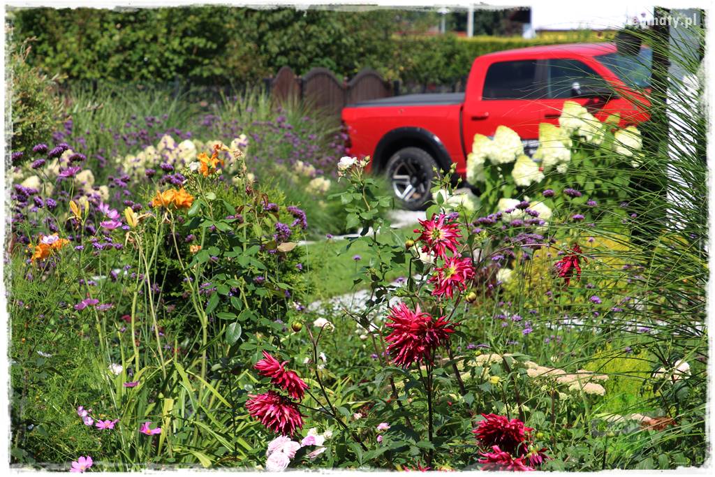 Kwiaty cebulowe sadzone wiosną 35