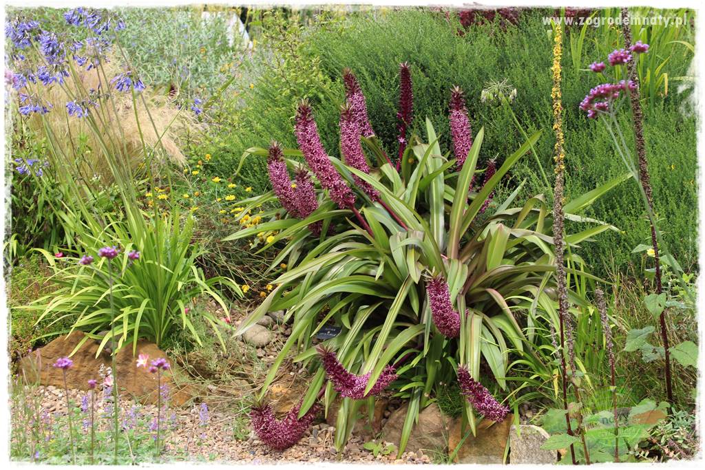 Kwiaty cebulowe sadzone wiosną 37