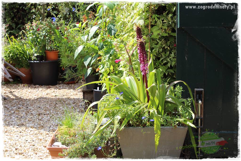 Kwiaty cebulowe sadzone wiosną 38