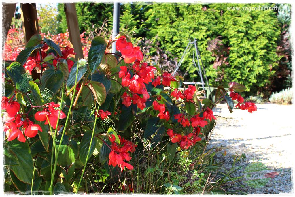 Kwiaty cebulowe sadzone wiosną 39