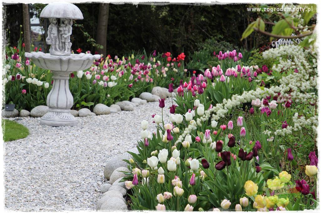 Kwiaty cebulowe sadzone wiosną 4