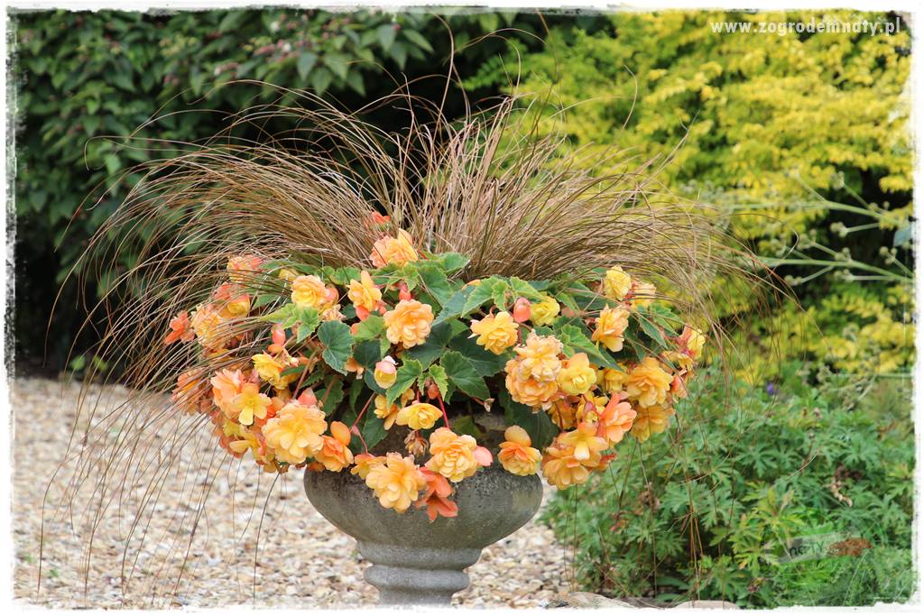 Kwiaty cebulowe sadzone wiosną 40