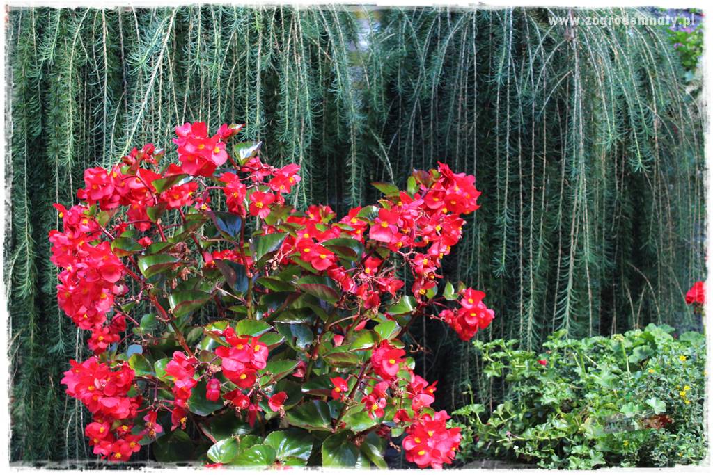 Kwiaty cebulowe sadzone wiosną 41